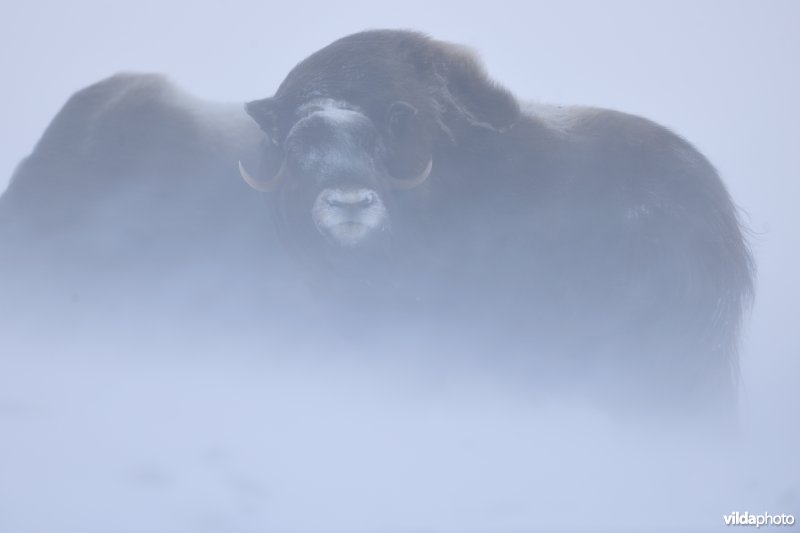 Muskusos in de sneeuw