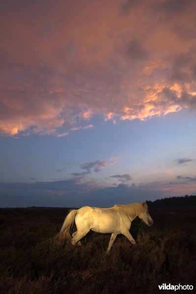IJslandse ponies begrazen de heide op het Herikhuizerveld