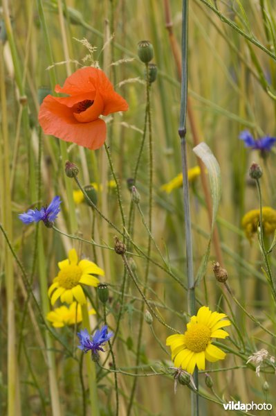 Diverse akkeronkruiden tussen rogge