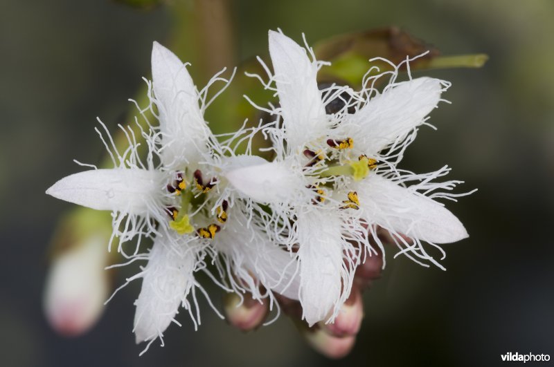 Bloem van Waterdrieblad
