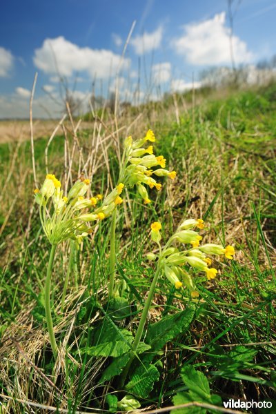 Gulden sleutelbloem langs de IJzer