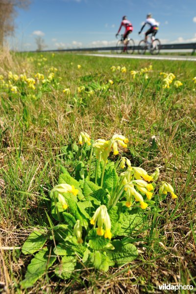 Gulden sleutelbloem langs de IJzer