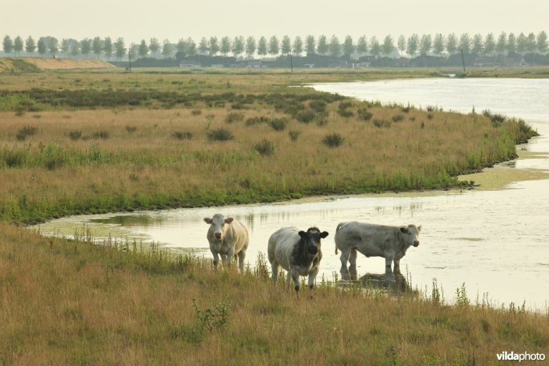 Koeien in de Brakke kreek