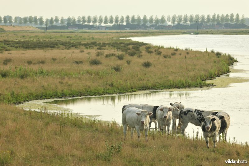 Koeien in de Brakke kreek