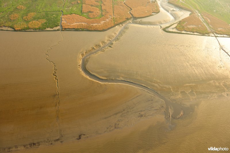 Paardenschor in Doel