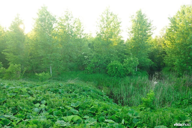 Scheldepolders Zwijn in Kastel