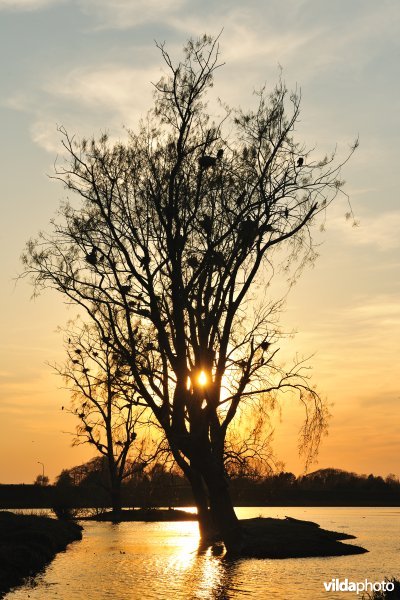 Aalscholverkolonie in de Bourgoyen