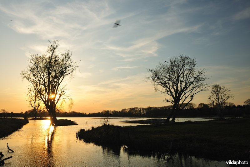 Aalscholverkolonie in de Bourgoyen