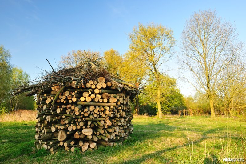 Brandhoutstapel in de Bourgoyen