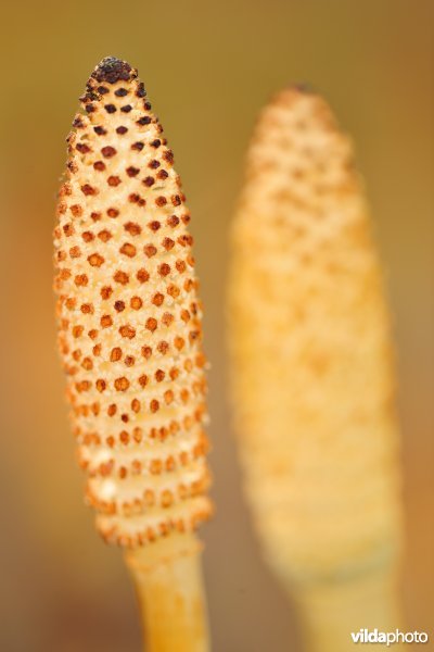 Reuzenpaardestaart