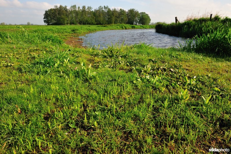 Muizestaartje in de IJzerbroeken