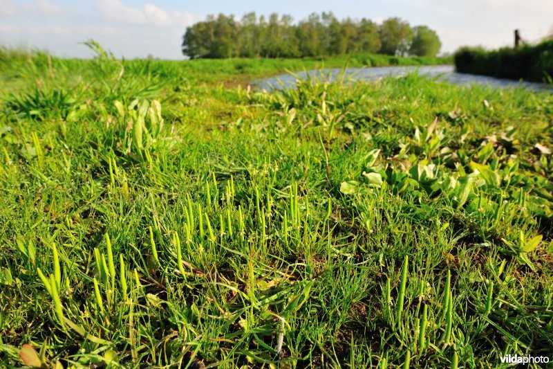 Muizestaartje in de IJzerbroeken