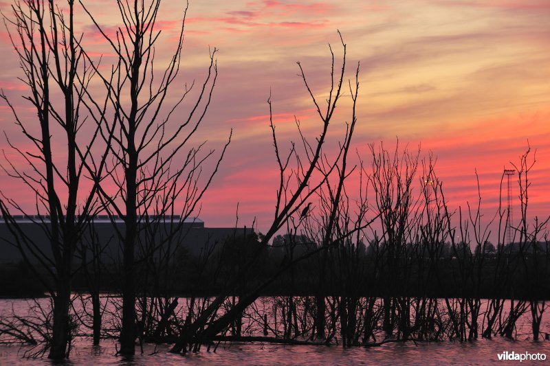 Verrebroekse plassen