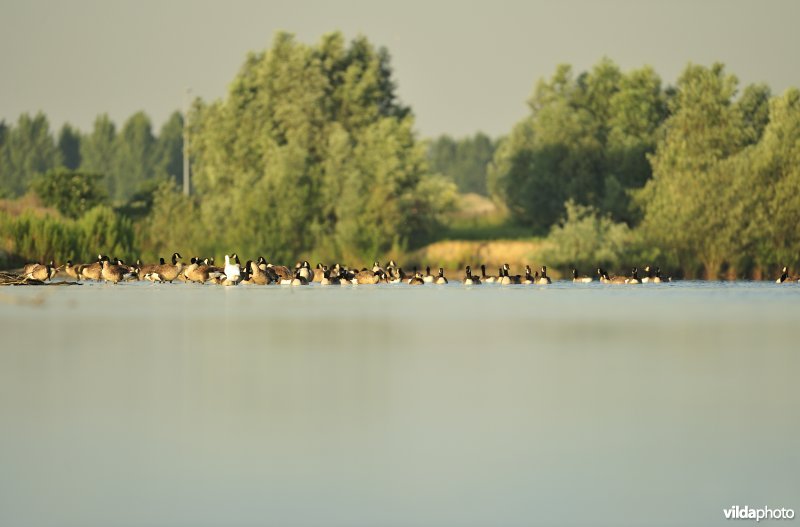 Verrebroekse plassen