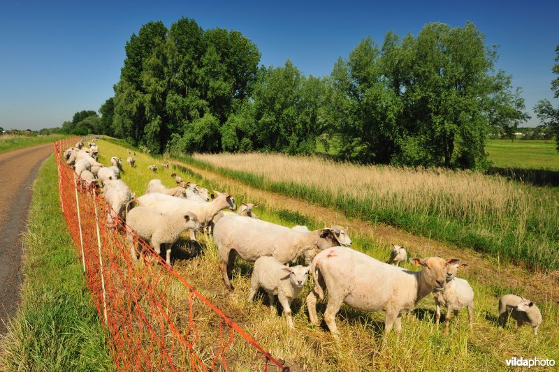 Scheldedijkbegrazing aan het Paardebroek