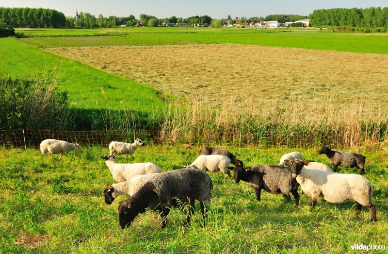 Durmedijkbegrazing aan het Grootbroek