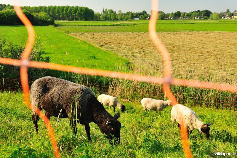 Durmedijkbegrazing aan het Grootbroek