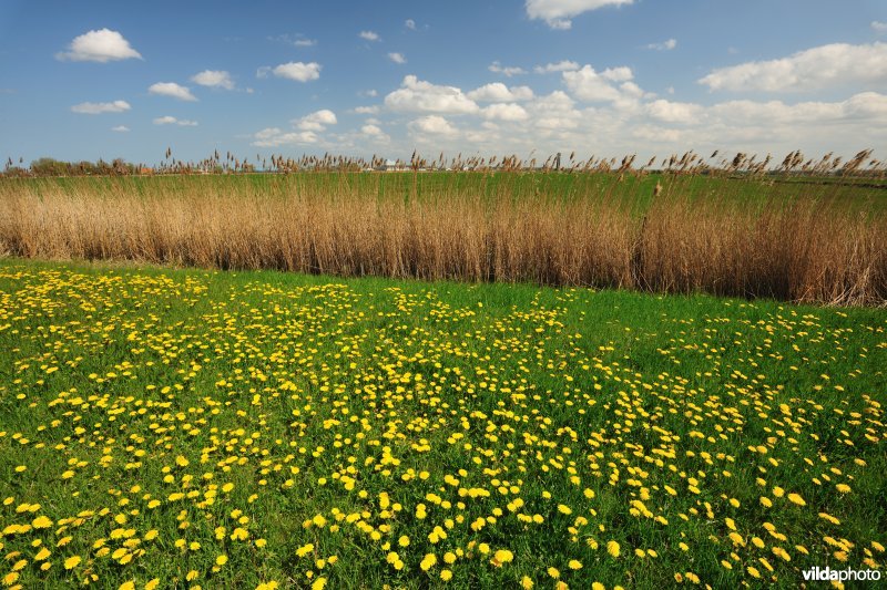 Paardebloemen aan de Vlavaart