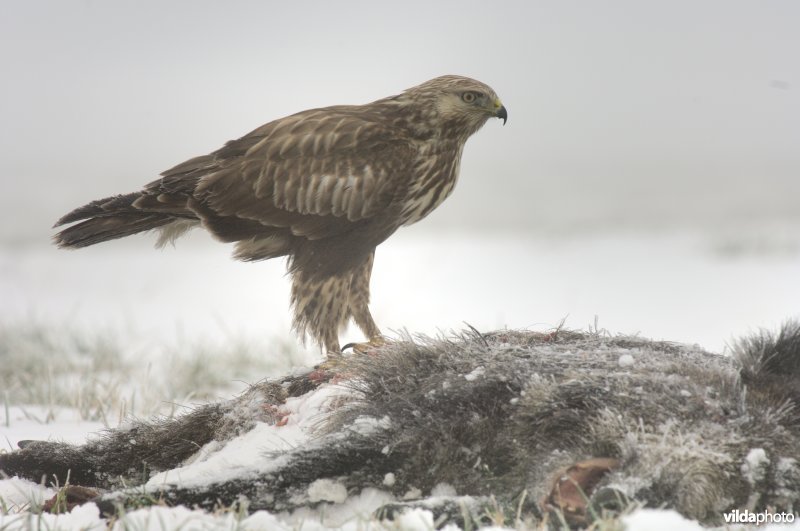 Ruigpootbuizerd op dood everzwijn