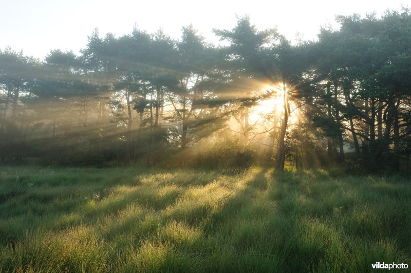 Kalmthoutse Heide