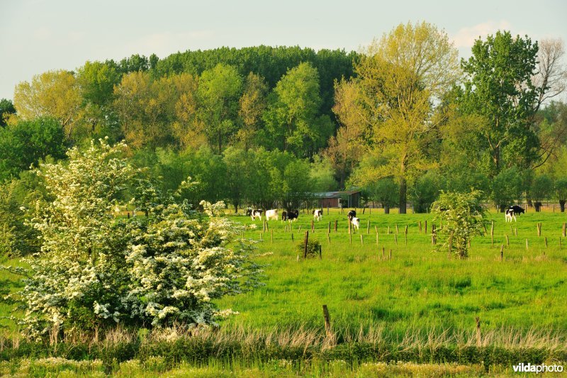 Wijmeersen