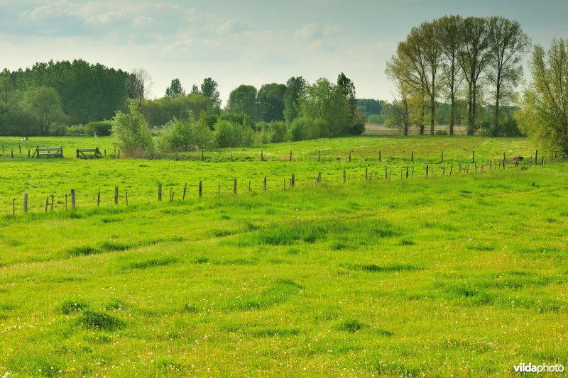 Springels in de Kalkense meersen