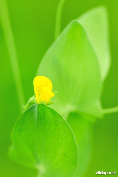 Naakte lathyrus