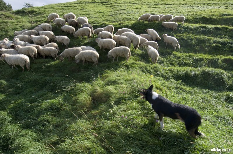 Herdershond bij de kudde