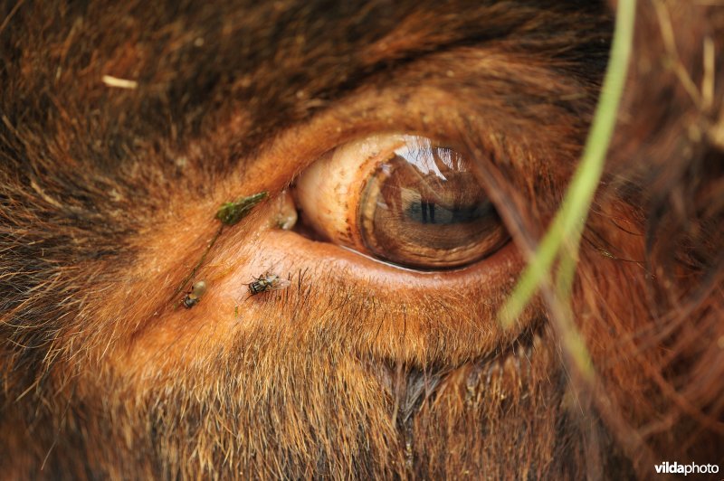 Oog van Schotse hooglander