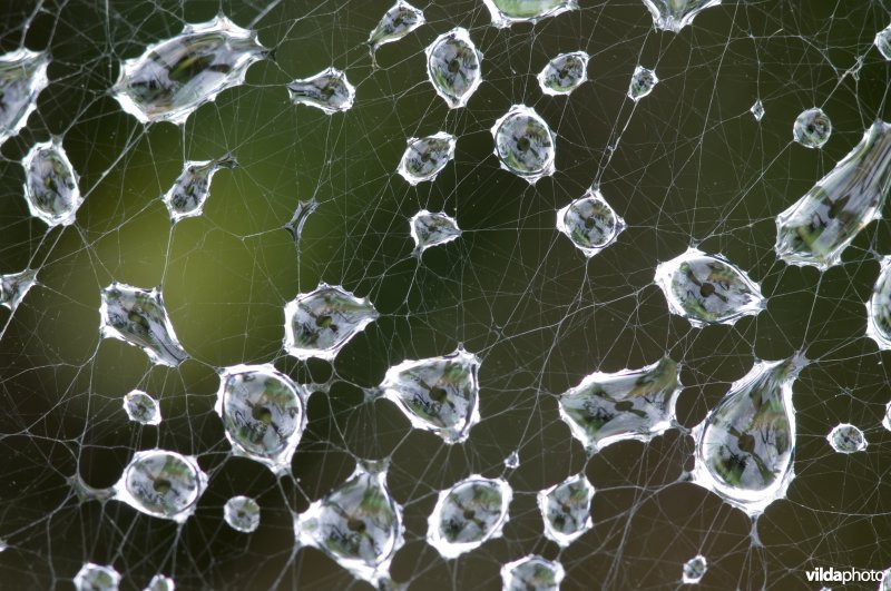 Bedruppeld spinneweb