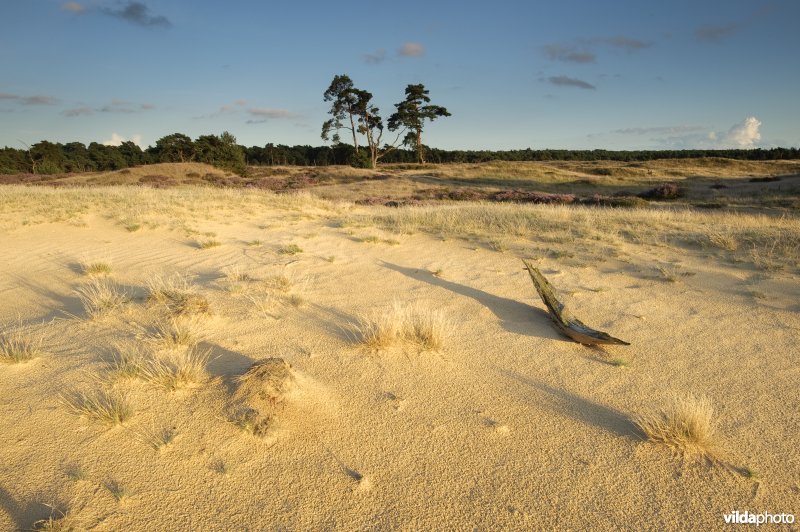 Stuifzandlandschap op de Hoge Veluwe