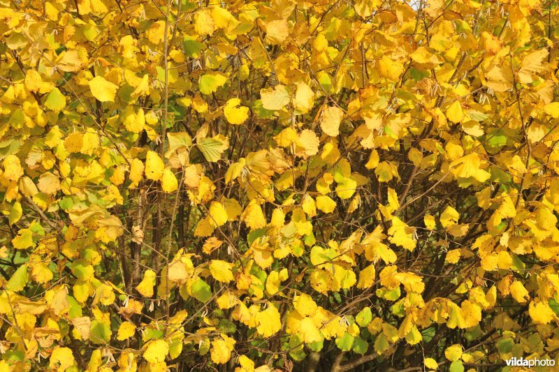 Hazelaar in de herfst