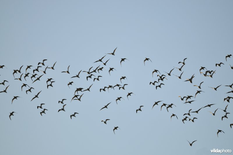Wulpen in vlucht