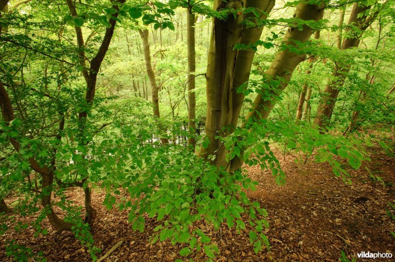 Beuk in gemengd loofbos