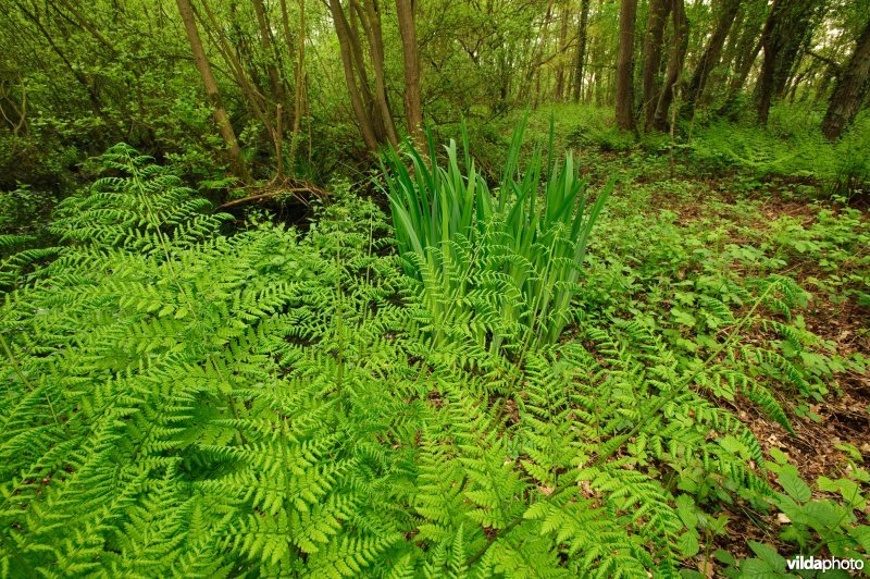 Brede stekelvaren in moerasbos