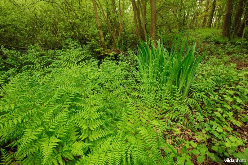 Brede stekelvaren in moerasbos