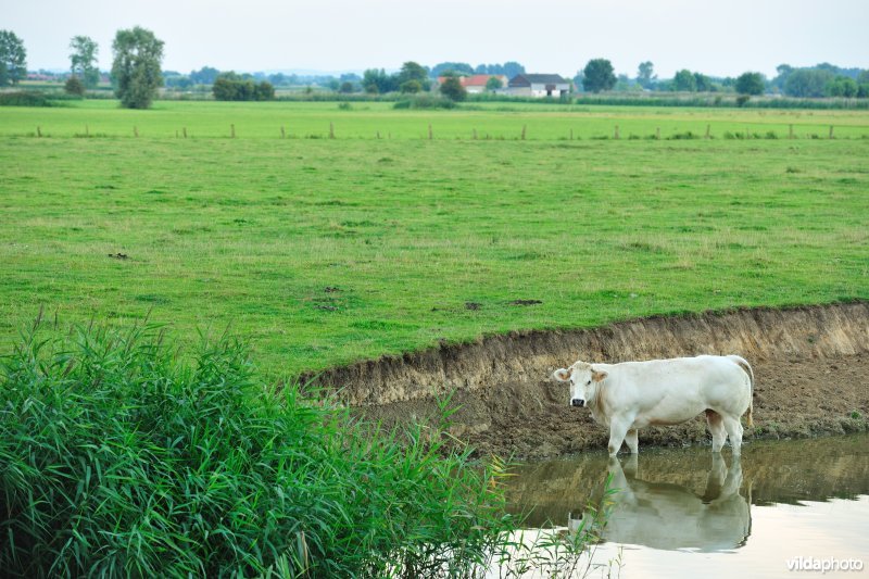 Koeien langs de IJzer