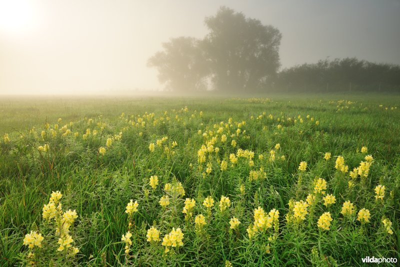 Vlasbekjes in de IJzervallei