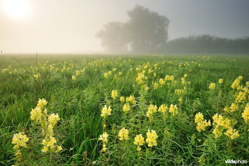 Vlasbekjes in de IJzervallei