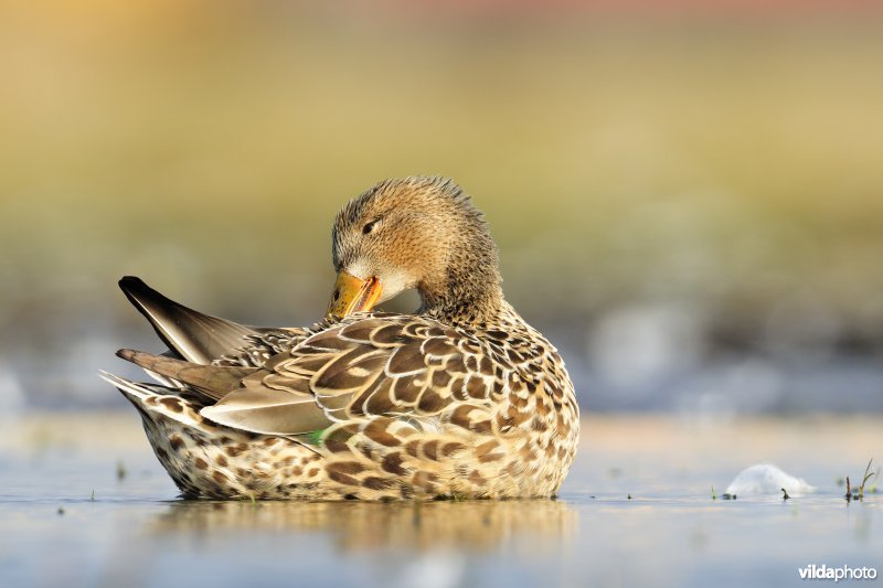 Poetsend vrouwtje Slobeend