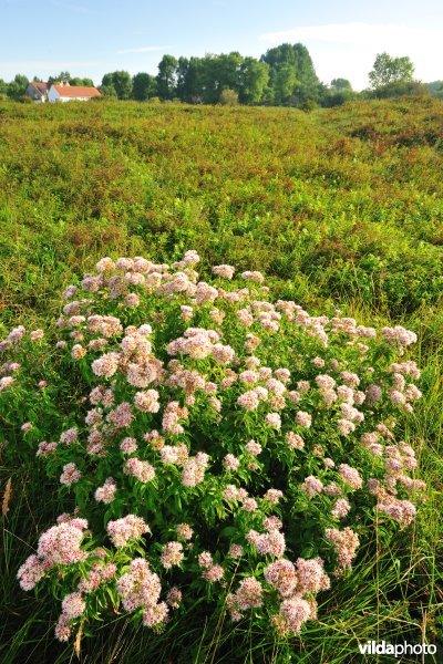 Oostvoorduinen