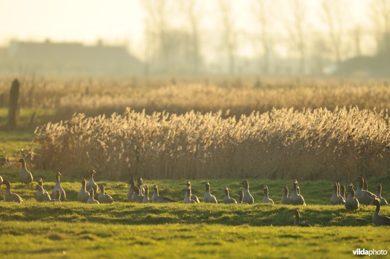 Natuurreservaat Uitkerkse Polders