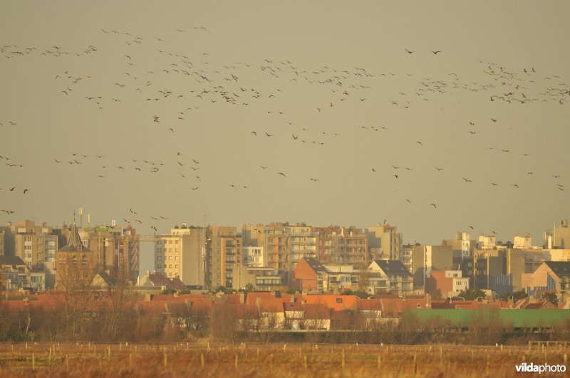 Natuurreservaat Uitkerkse Polders