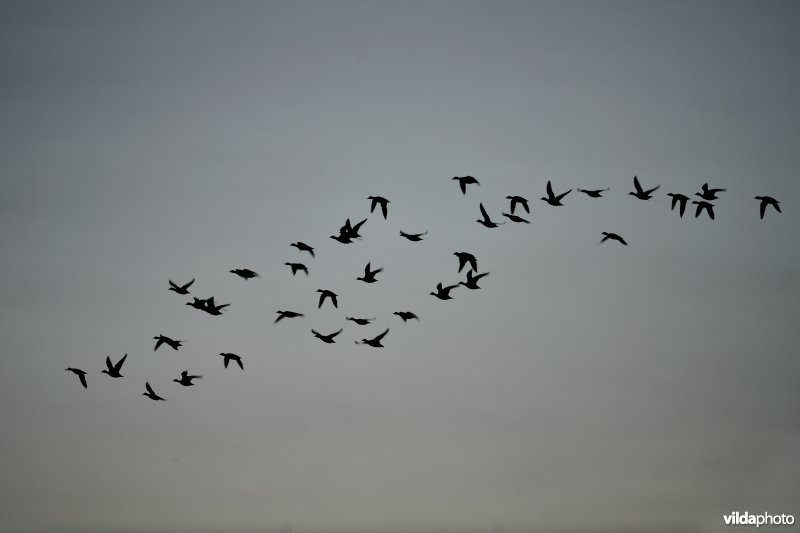 Smienten in de Uitkerkse Polders
