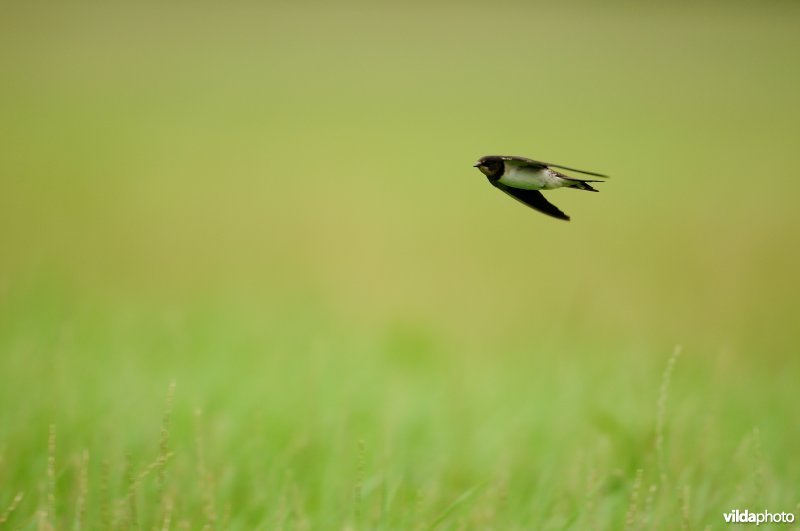 Vliegende Boerenzwaluw