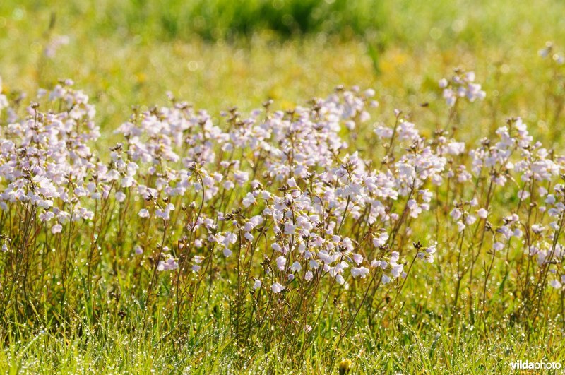 Pinksterbloemen