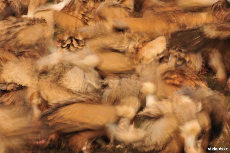 Abstracte Vale Gieren