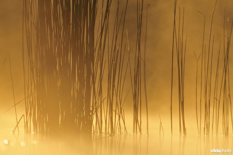 Riet