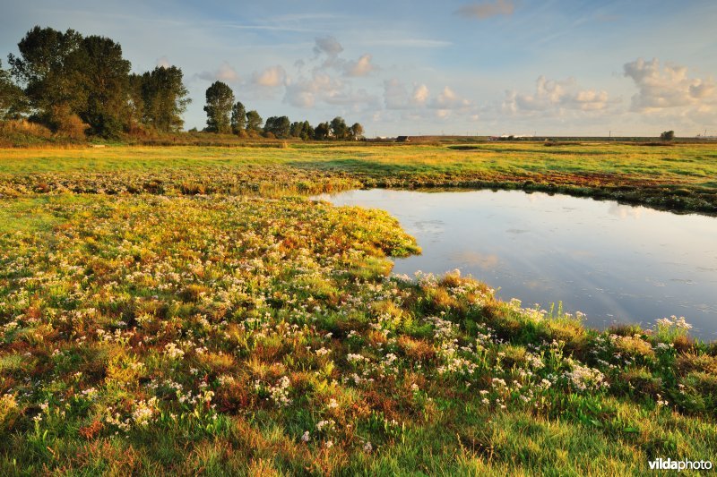 Dudzeelse Polder