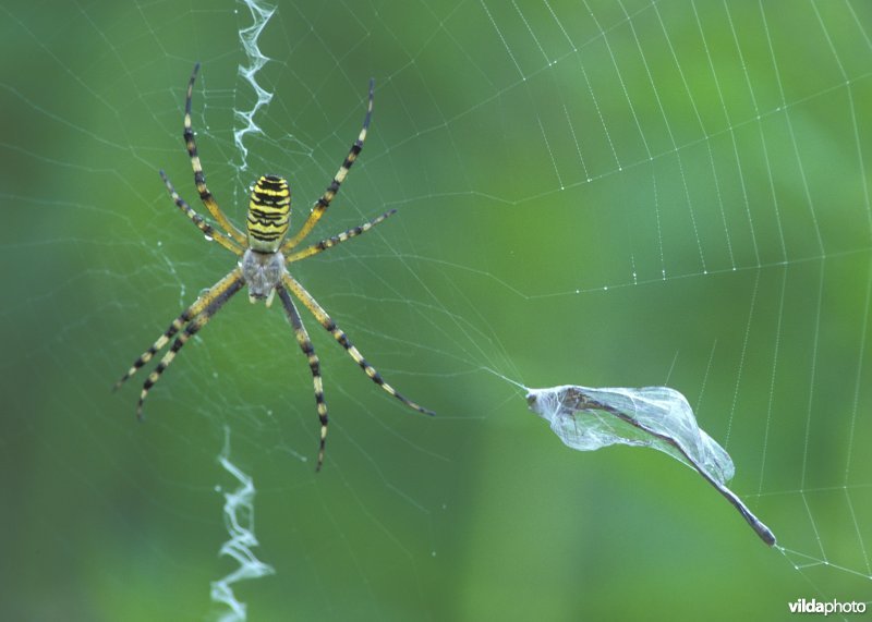 Tijgerspin in haar web